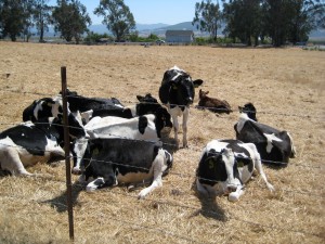 languid cows